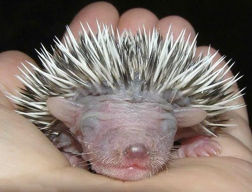 baby_hedge_011.jpg