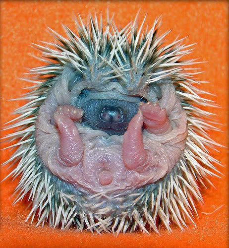 baby_hedge_012.jpg