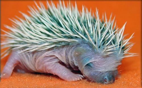 baby_hedge_003.jpg