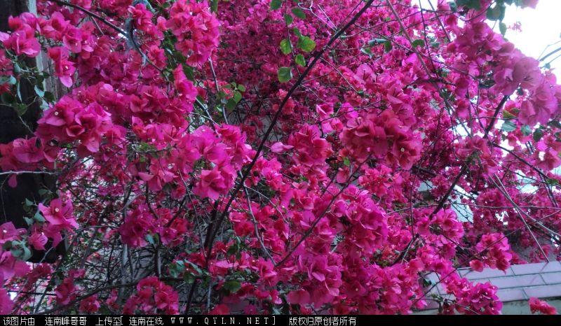 DSC00237.JPG