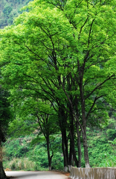 DSC_7851涡水路.jpg
