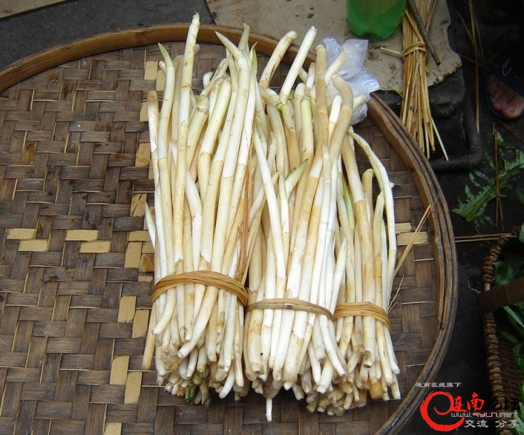 茨菇带