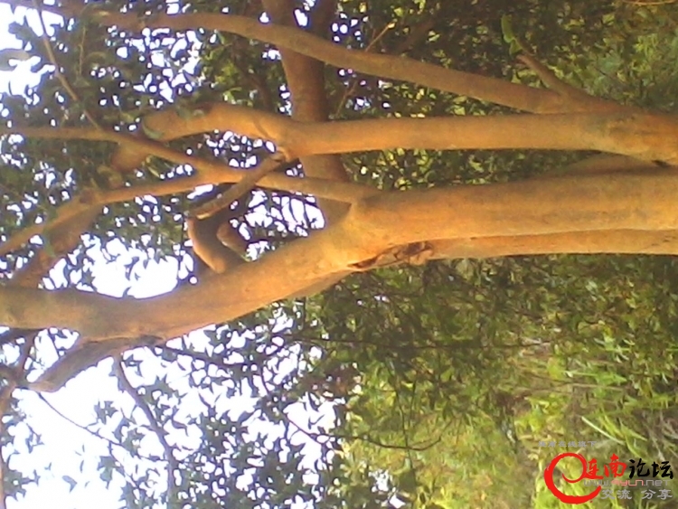 IMG0706064901.jpg