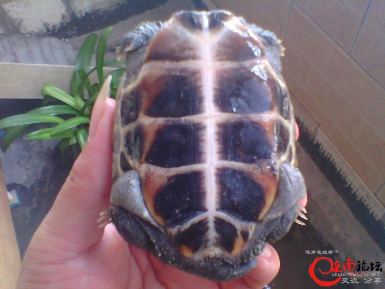 IMG00208_conew1.jpg