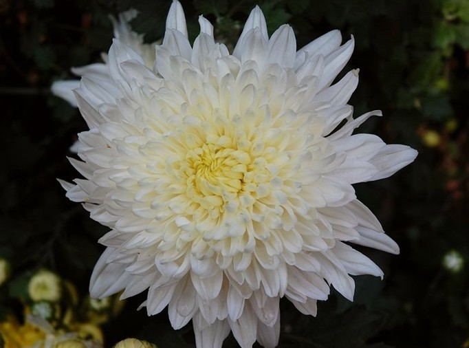 菊花展5.jpg