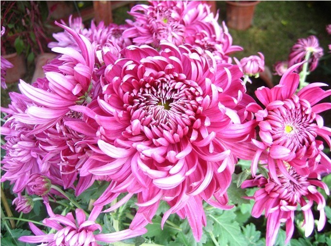 菊花展6.jpg