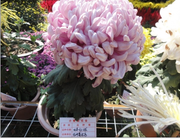 菊花展8.jpg