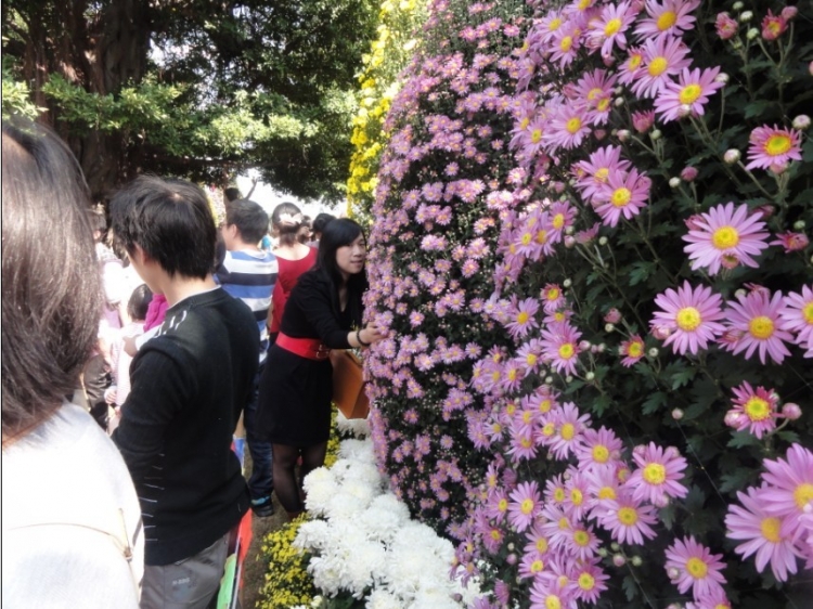 菊花展17.jpg