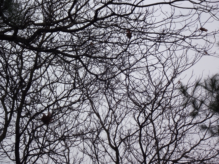 DSCF3170.JPG