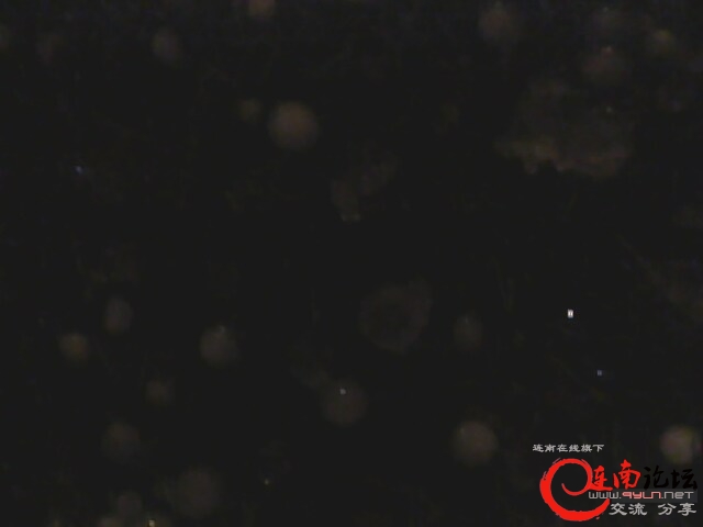 IMG0415A.jpg