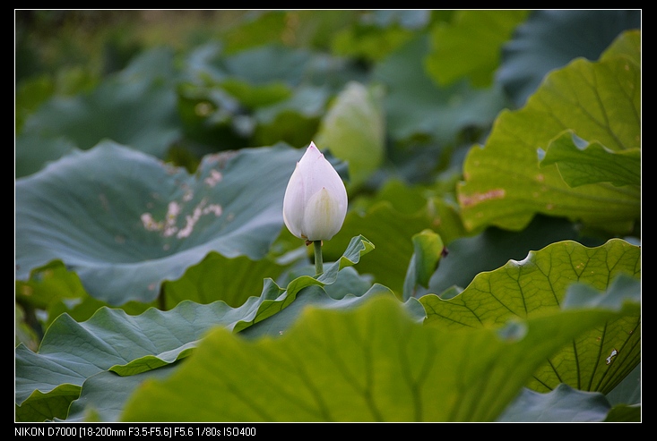 nEO_IMG_DSC_1107.jpg