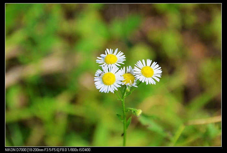 nEO_IMG_DSC_1116.jpg