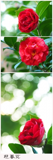 迎春花.jpg