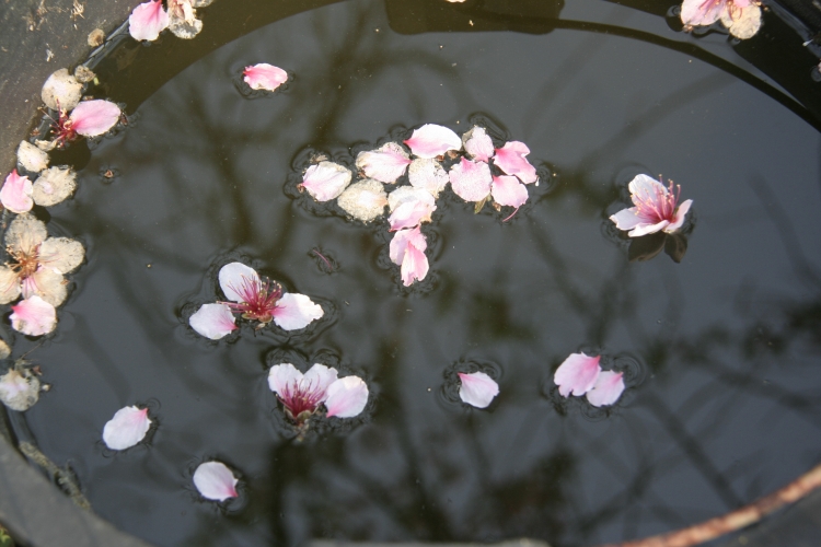 九峰花海 300.JPG