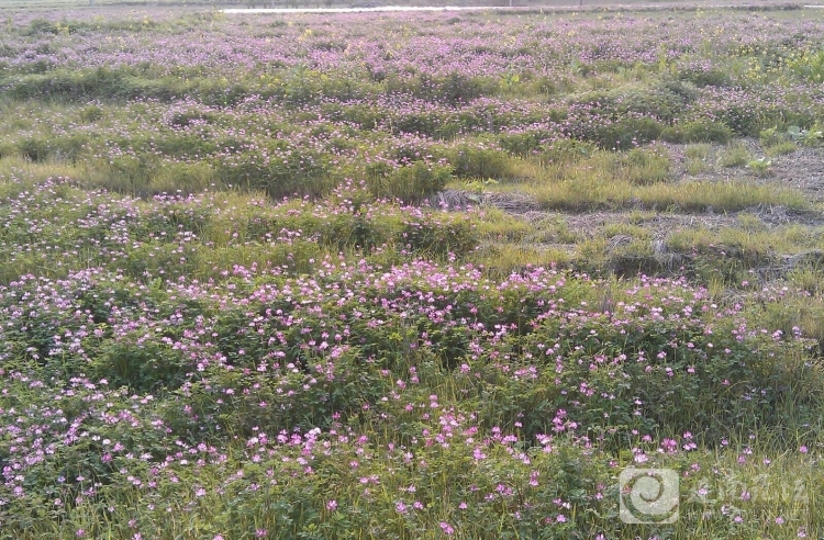 20130315c.jpg
