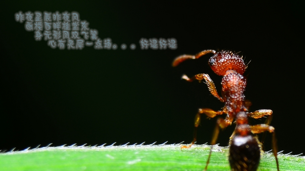 DSC_1005_副本.jpg