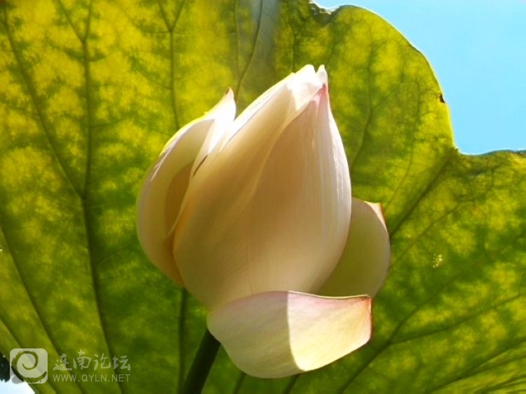 IMG_20130705_142325.jpg