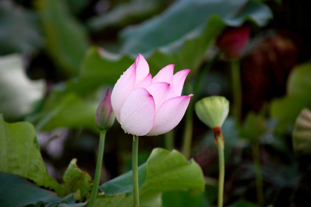 DSC_8221.JPG