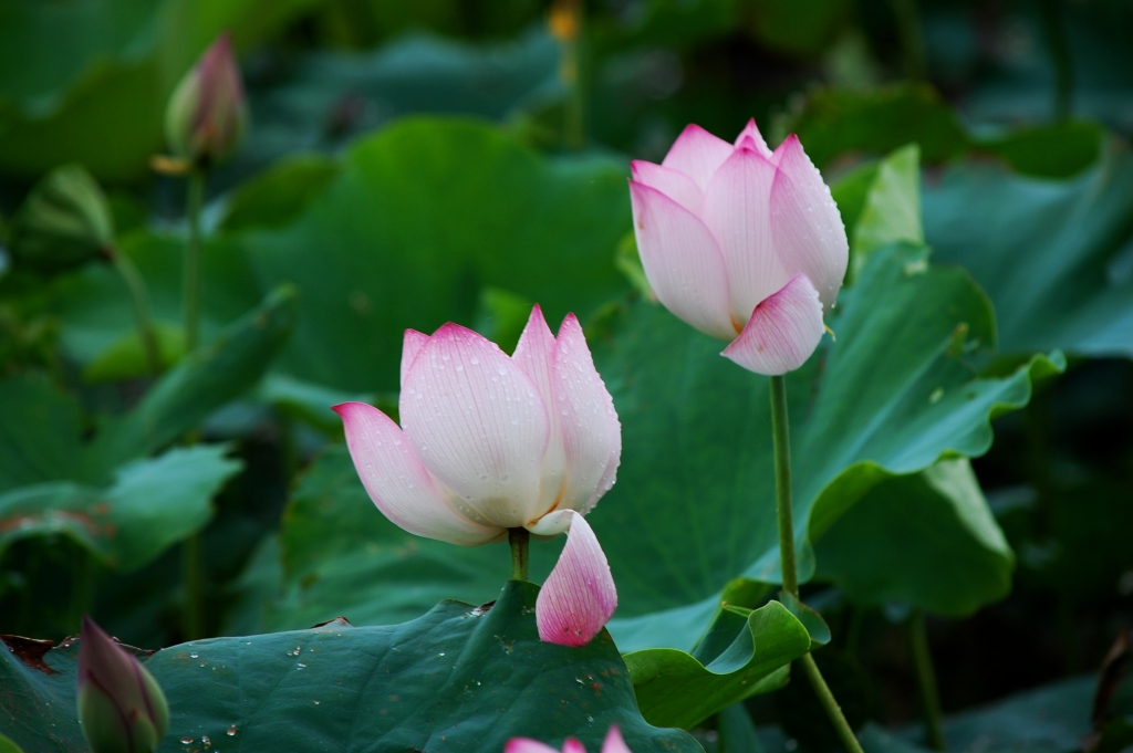 DSC_8232.JPG