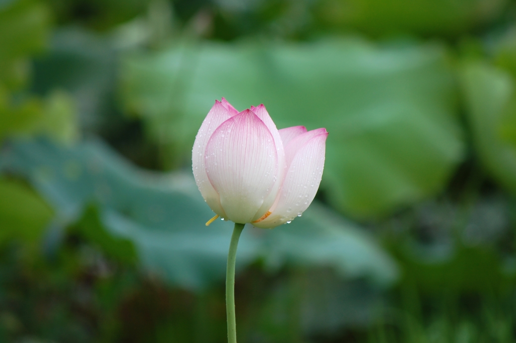 DSC_8237.JPG