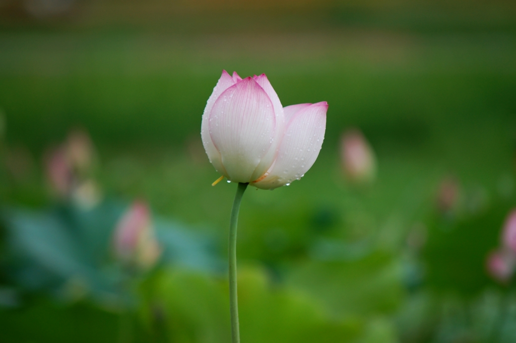 DSC_8238.JPG