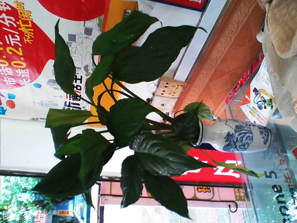 IMG_20130815_104724.jpg