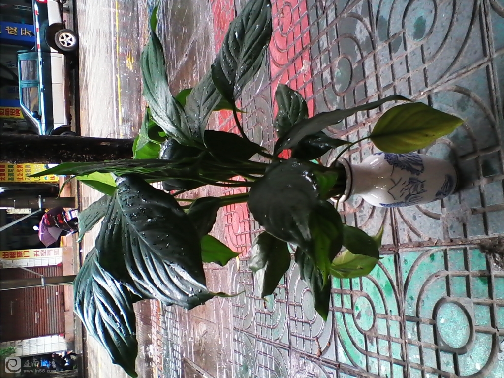 IMG_20130815_104753.jpg