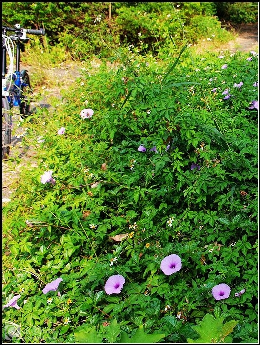 DSCF4592_副本.jpg