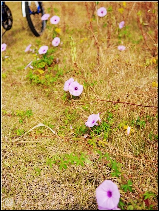 DSCF4538_副本.jpg