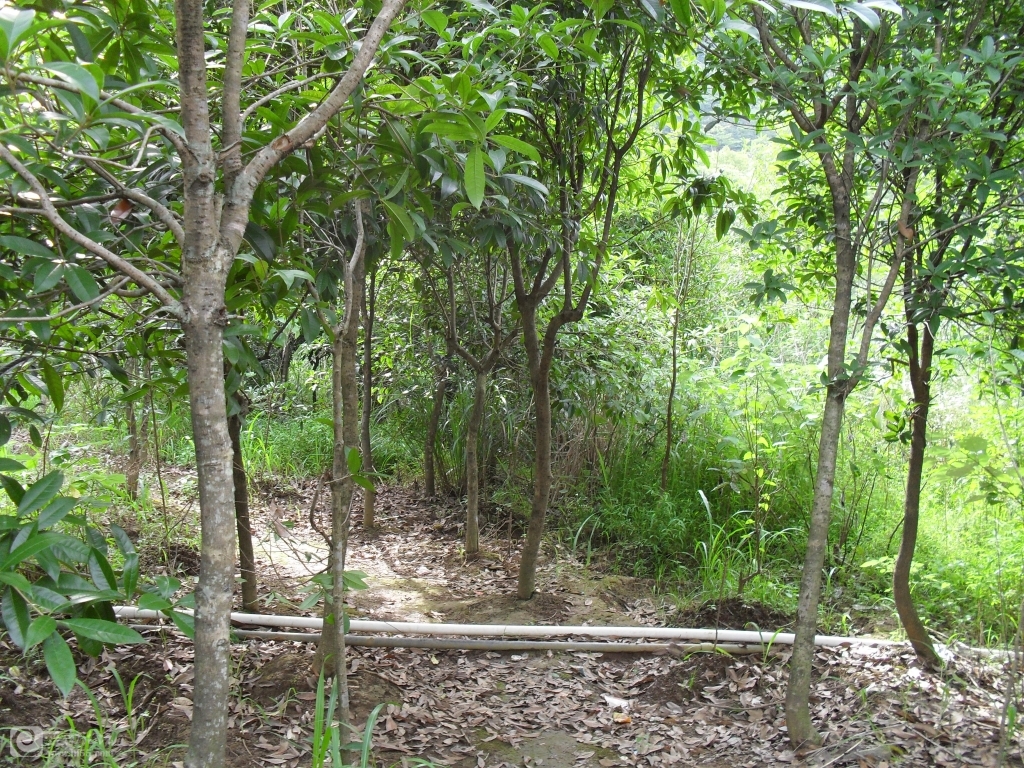 SDC13723.JPG
