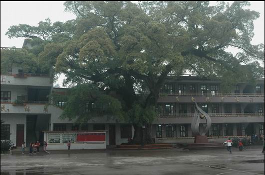 寨岗中心小学