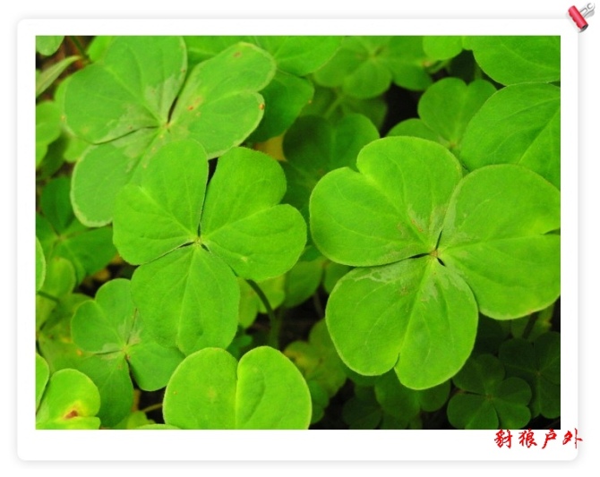 行将消失的小吃 (转自清远）