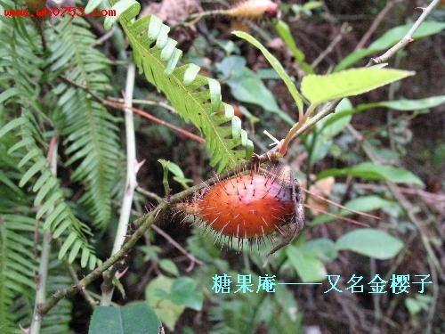行将消失的小吃 (转自清远）