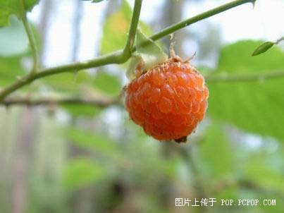 行将消失的小吃 (转自清远）