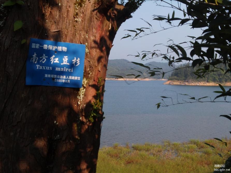 再次介绍一下这颗板洞湖边唯一一颗南方红豆杉.jpg