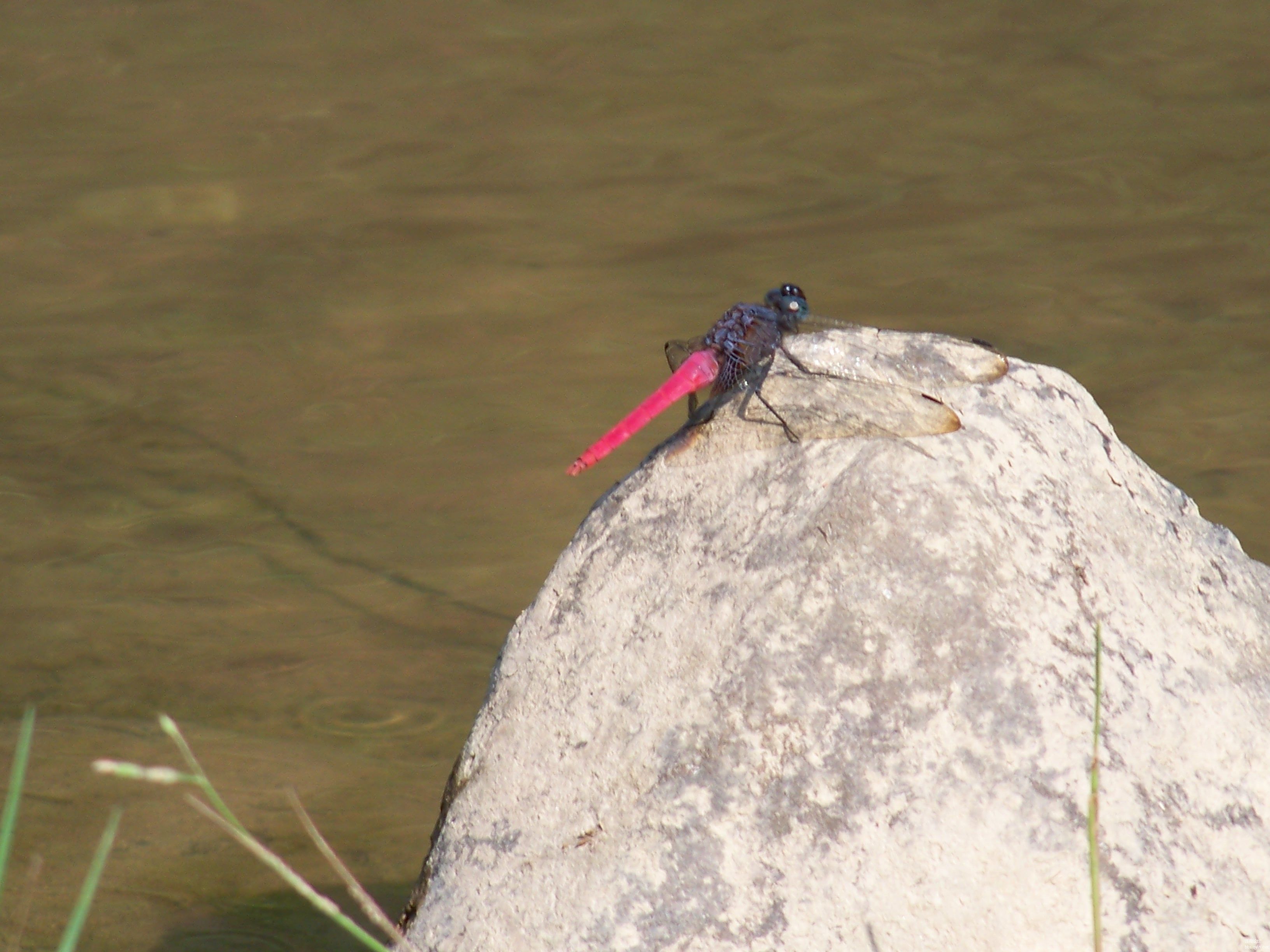 100_0650.JPG