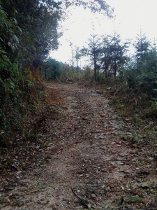 道路多年失修，变成了这个样子了.jpg
